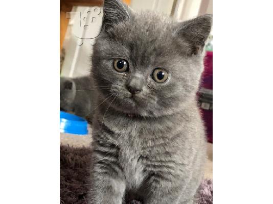 PoulaTo: Καταχωρήθηκε το όμορφο shorthair Kitten Gccf